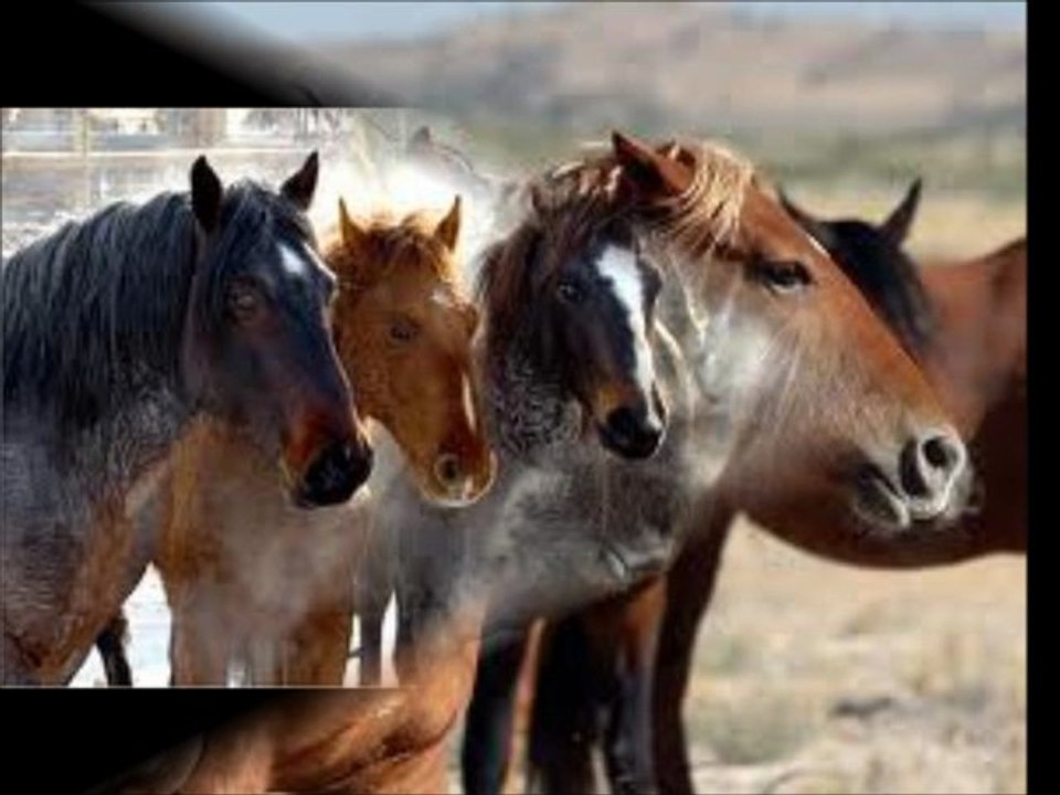 Save The Wild Mustangs