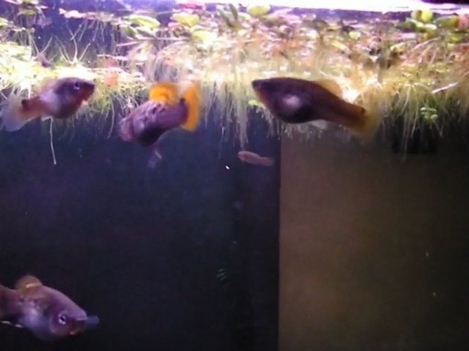 Xiphophorus variatus Misantla