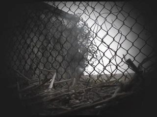 Ce matin, un lapin
