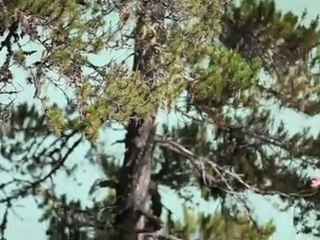 Summer Cliff Trampoline Set Up