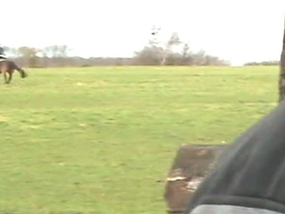 COMPLET - PONEY NEW FOREST NE EN 2004 - 1m45 - TROU AU GALOP