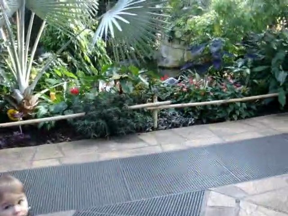 Parc Phoenix - Janvier 2011