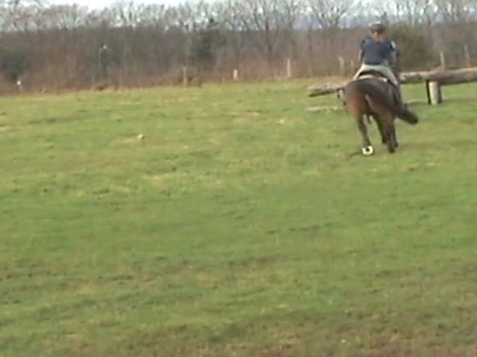 COMPLET - PONEY NEW FOREST NE EN 2004 - 1m45 - PASSAGE EAU