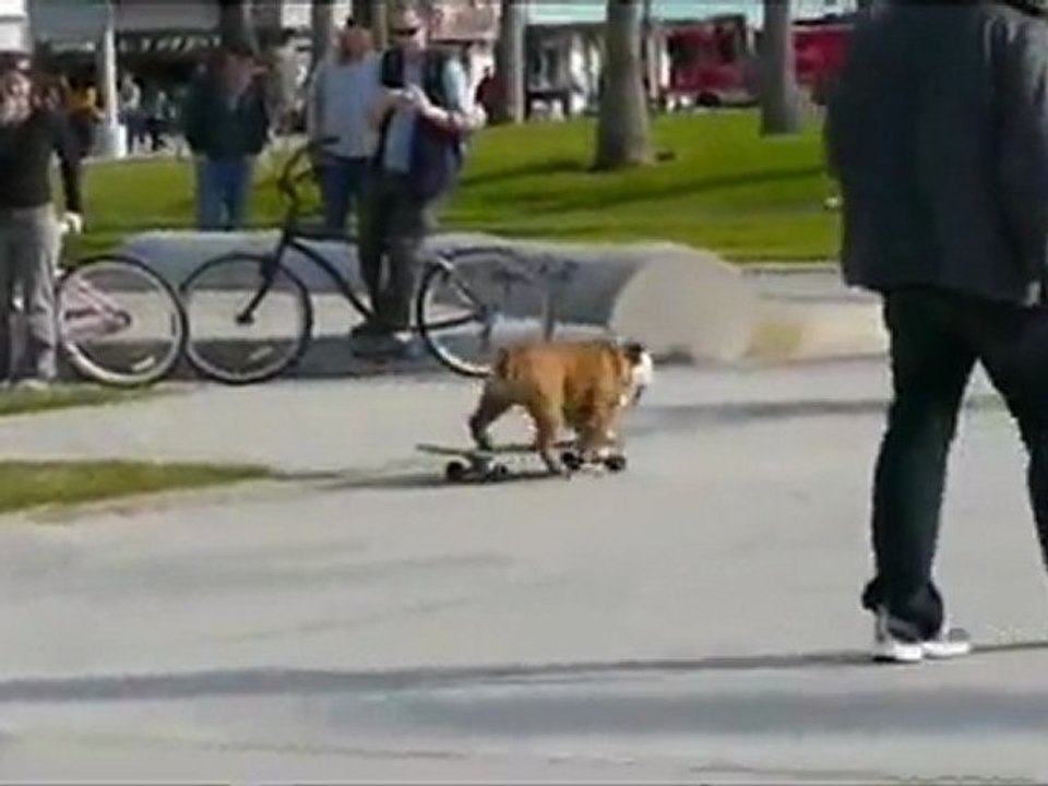 www.funimix.com - Skateboarding Dog