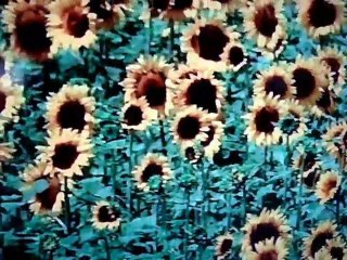 My Way .Comme habitude