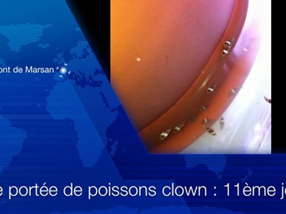 Elevage Poissons Clown - Amphiprion Ocellaris (2-11)