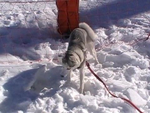 La joie de creuser dans la neige à 2300 mètres