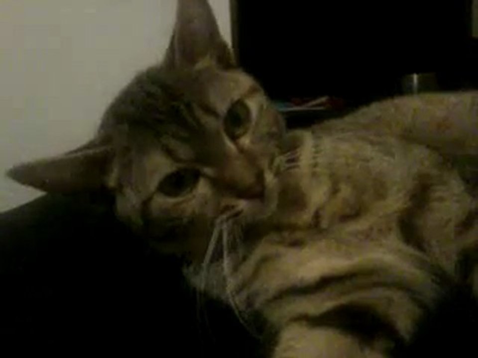 piti chat