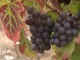 Les vins des Fiefs Vendéens décrochent l'AOC