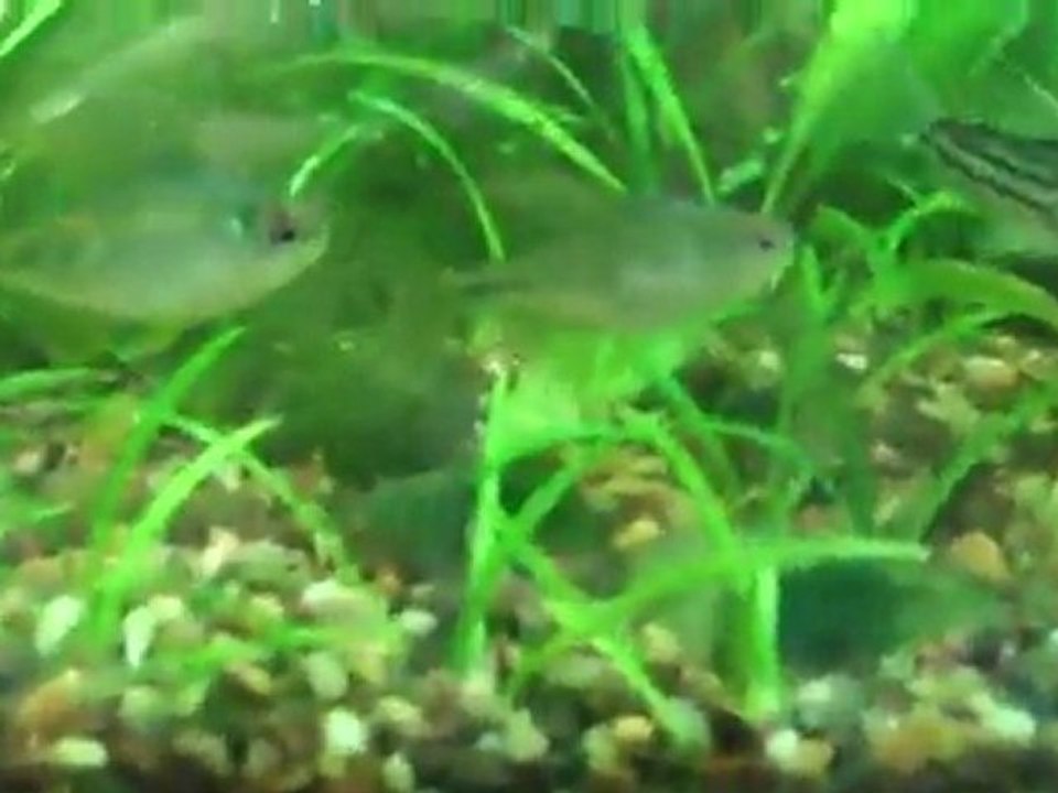 125 planted tank. Doing a water change to spawn my Tetra's