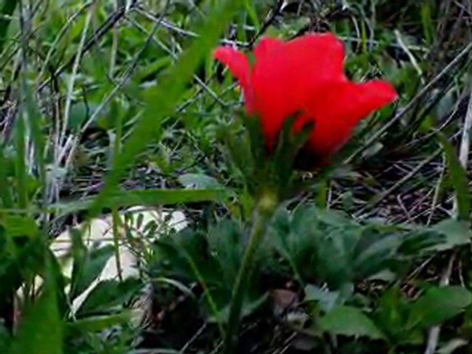 כלניות פלוס בגבעת העזים