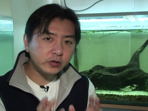 Le bélouga en captivité inquiète les défenseurs des animaux