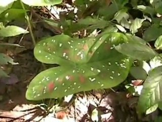 Sendero a Playa de Cedro (o Deserta) - Trilha a Praia do Cedro (Deserta) - Ubatuba