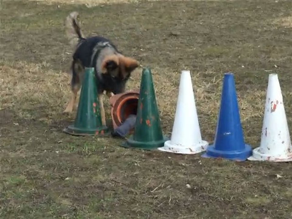 FALCON Du Domaine de Kilorff le 10/02/2011- Cherche Boudin