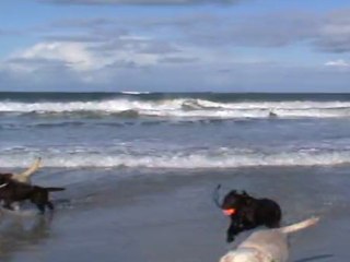 fafa et ses copains s'éclatent