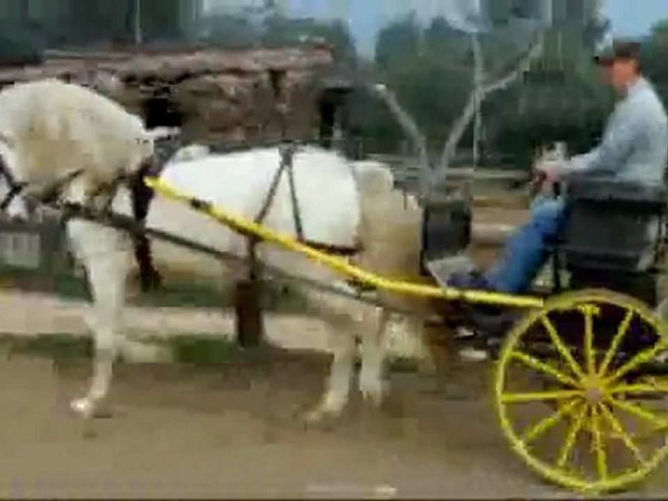 Soberano étalon Pure Race Espagnol attelé