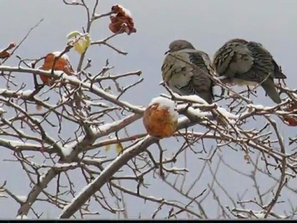 Eşref Vakti - Tekirdağın Üzümü