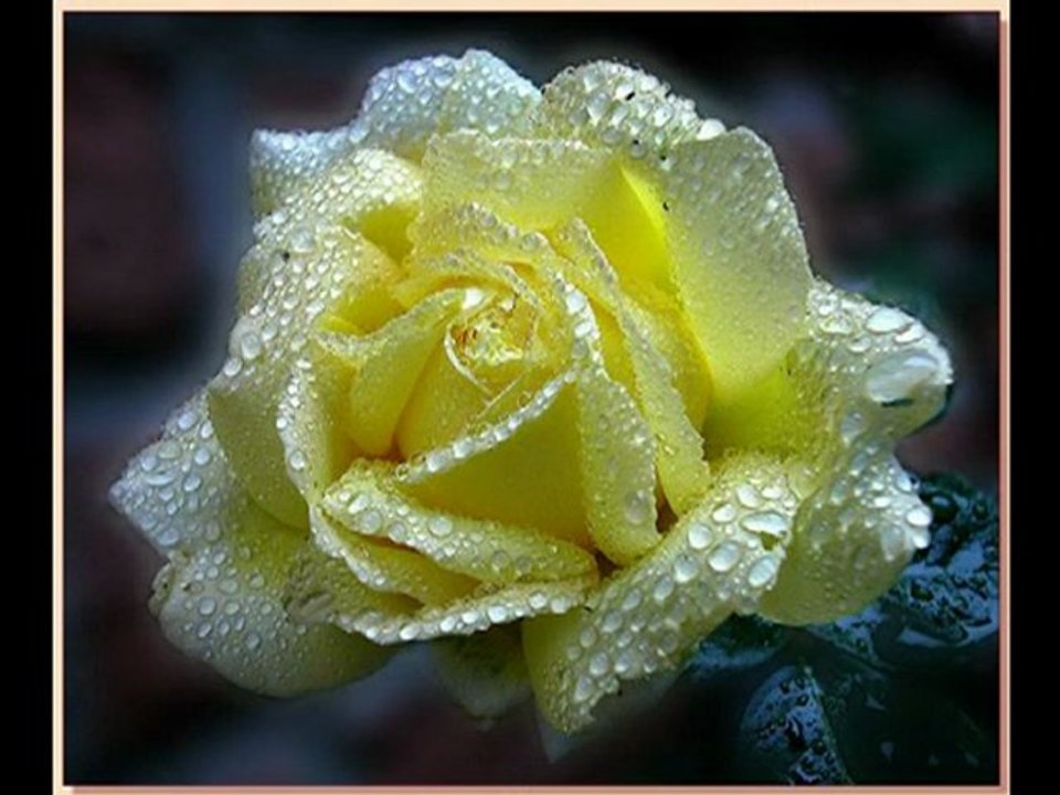 Tunahan - Zehirli Gülüm (2011)