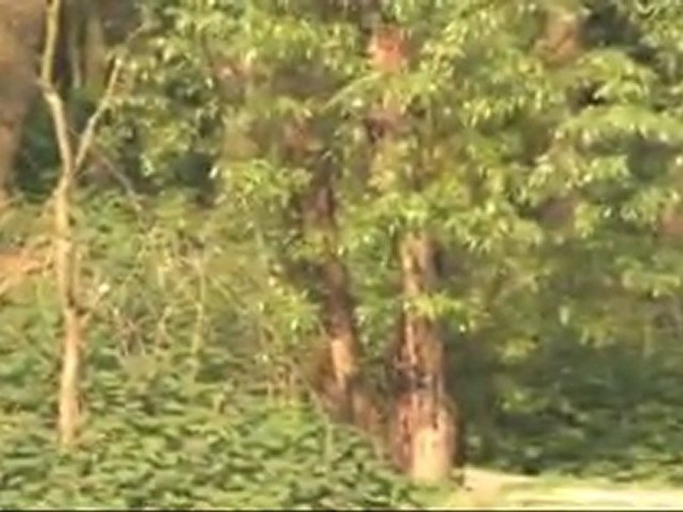 bergskes 1 may