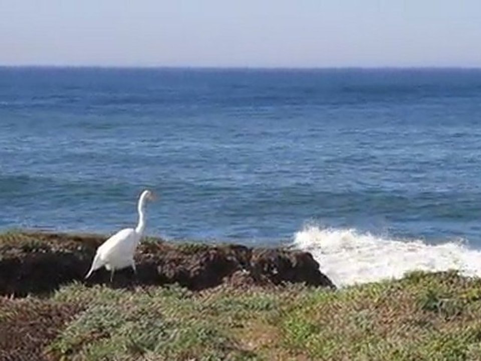 OVNI : s02 ep07 : PELICAN