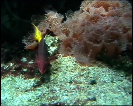 MUSEE OCEANOGRAPHIQUE DE MONACO