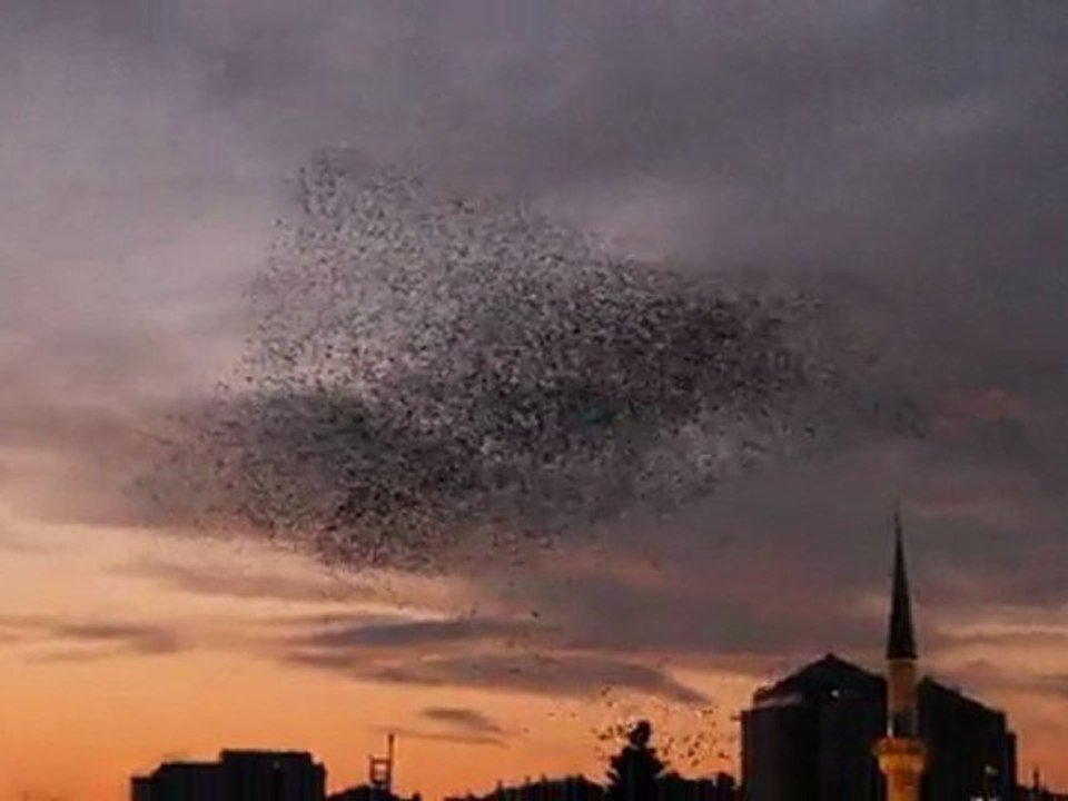 Danse des étourneaux à Istanbul - sığırcık balesi