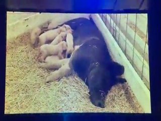 Samoa Joe vs The Pope Promo (TNA Against All Odds 2011)