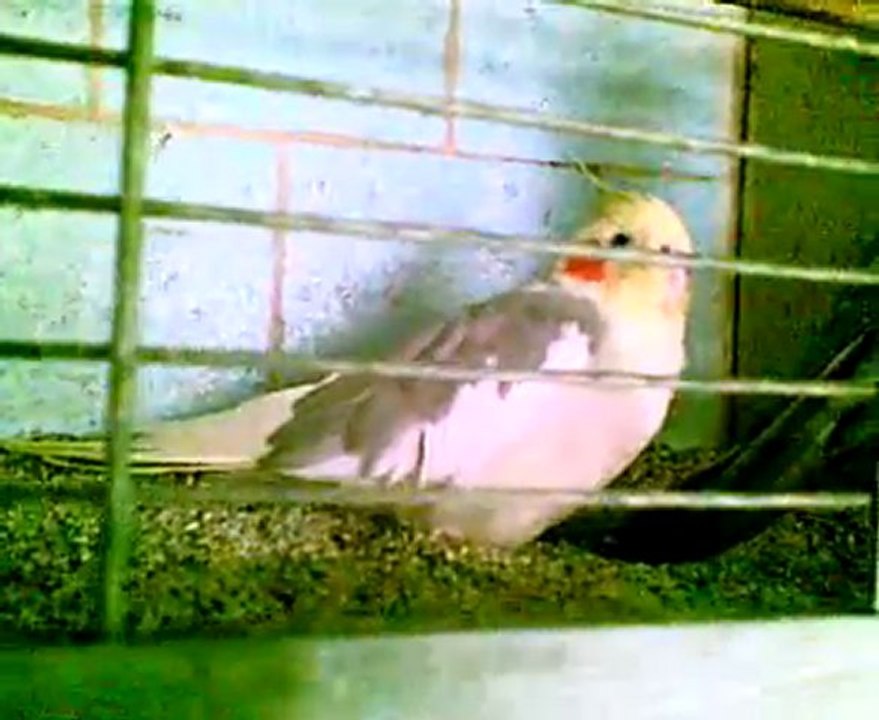sultan