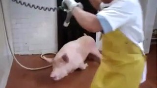 Merciless slaughtring of Pig