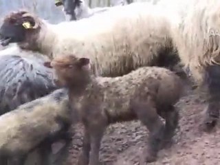 KOYUN VE KUZULARIN BULUŞMA ANI