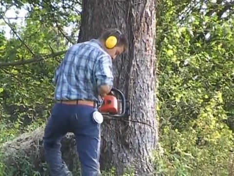 Les méfaits du Bostryche 2007