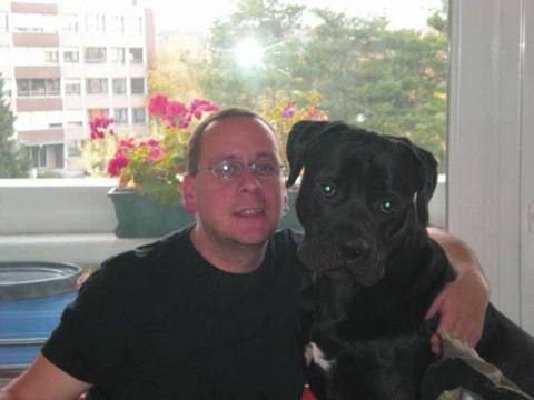 cane corso bosco des molosses de la vallee verte