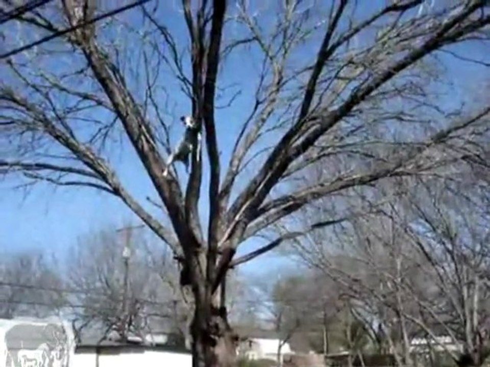 un chien qui grimpe aux arbres