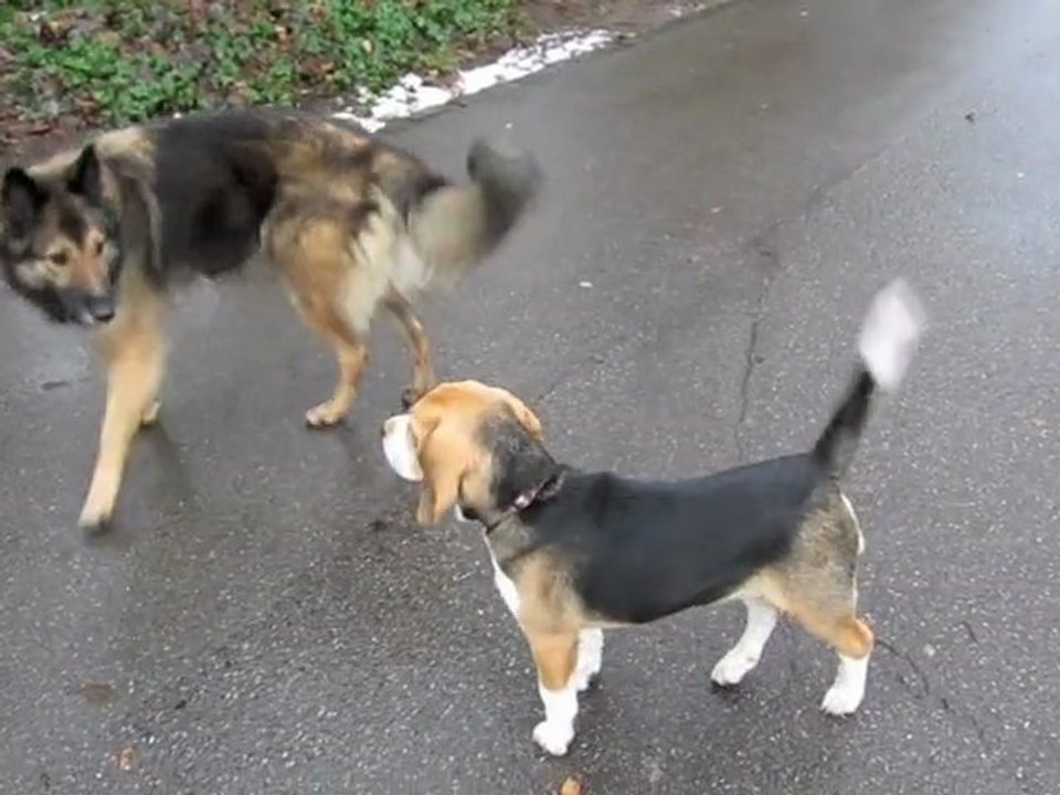 Loca et autres chiens 1