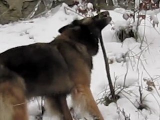 Loca dans la neige, bis