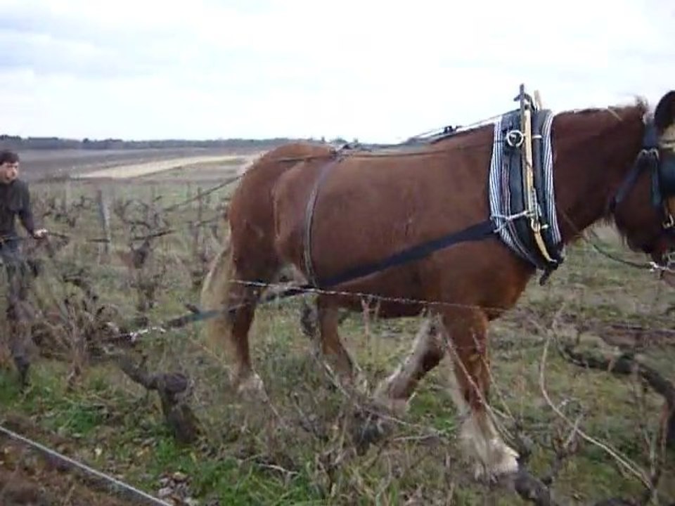Labour de nos vignes au cheval