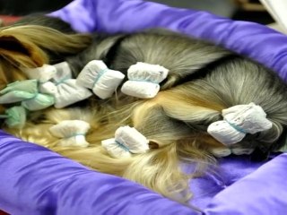 High maintenance dogs compete for 'Best in Show' title