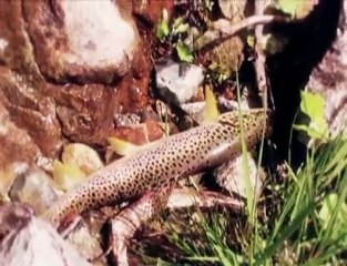 Bir Avuç Cesur İnsan - Derelere Özgürlük