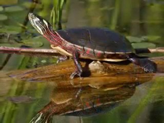 Magnifique vidéo sur la nature, superbe photos d'enfants et d'animaux !