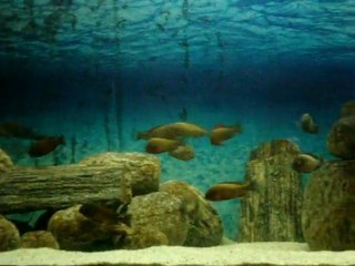 İlangi krallığı 3