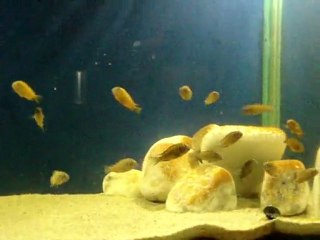 İlangi krallığı 6