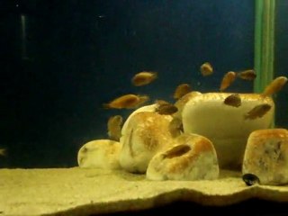 İlangi krallığı 7