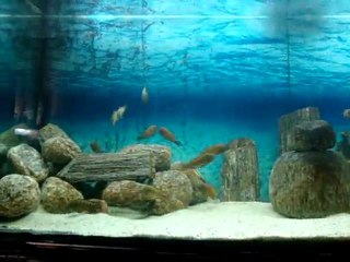 İlangi krallığı 8