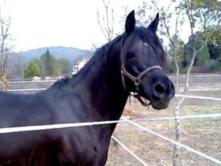 CW RIH BLACK ARABIAN STALLION