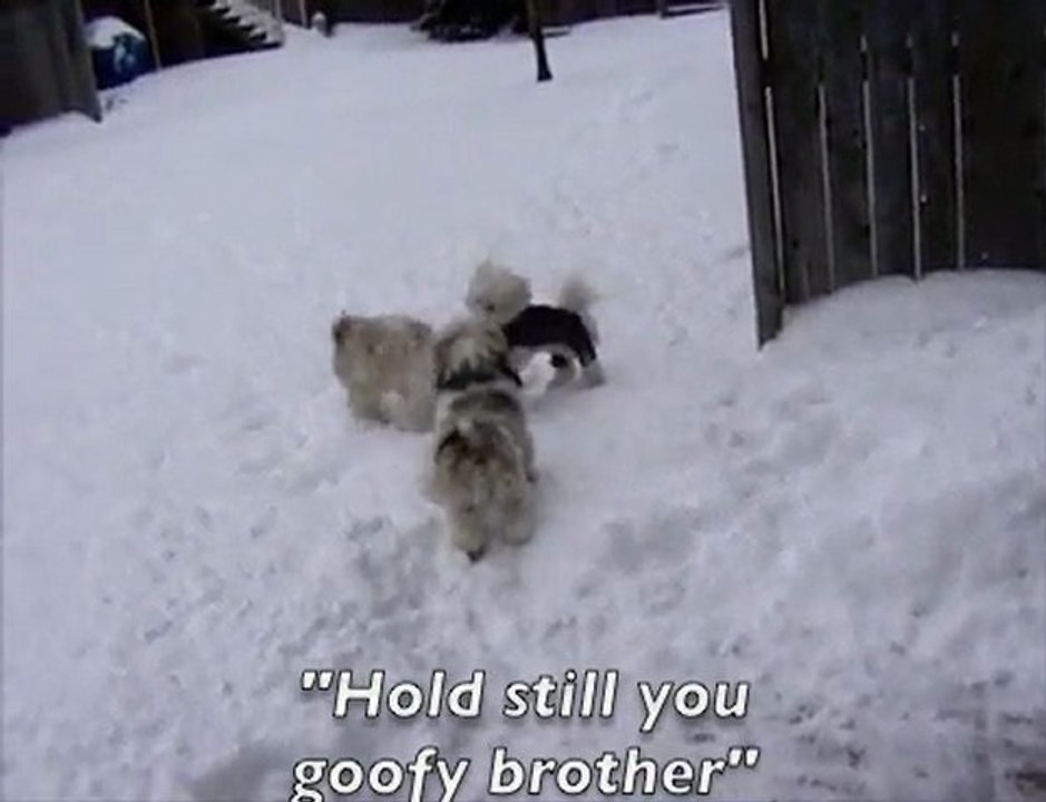 Female Lhasa Apso Dog Humps Her Brother - Hilarious Video