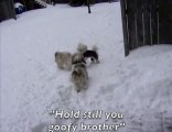 Female Lhasa Apso Dog Humps Her Brother - Hilarious Video