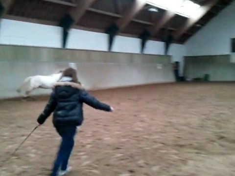 Saut en liberte avec pisto. (85 cm)