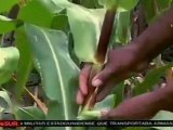 Lluvias en Bolivia comienzan a causar daños en cultivos