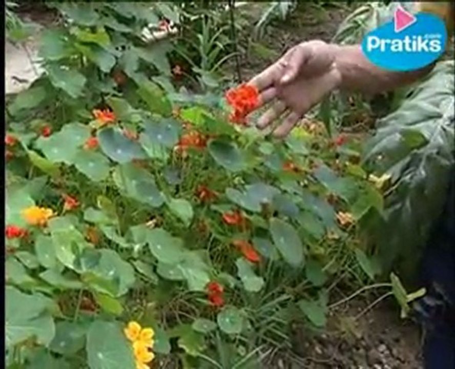 Les Fleurs comestibles du potager