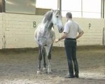 Equitation dressage championnat